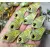 Fish Lure Nerd Fishing Kotsiruyn 6gr Saupe Handpainted, Length (cm): 4, 2 image